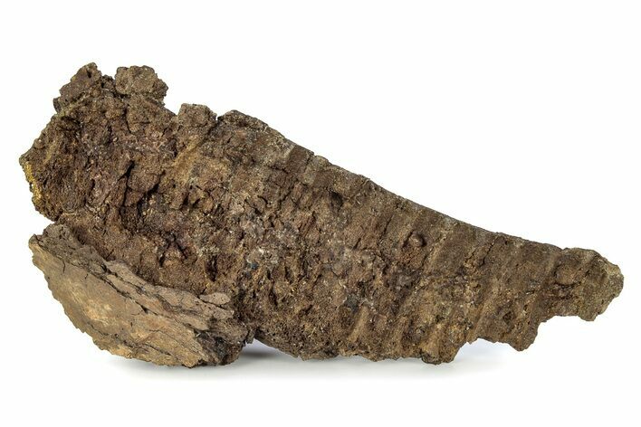 Fossil Dinosaur (Triceratops) Jaw Section - Wyoming #356927